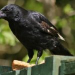 Crow Tarot Card Meaning