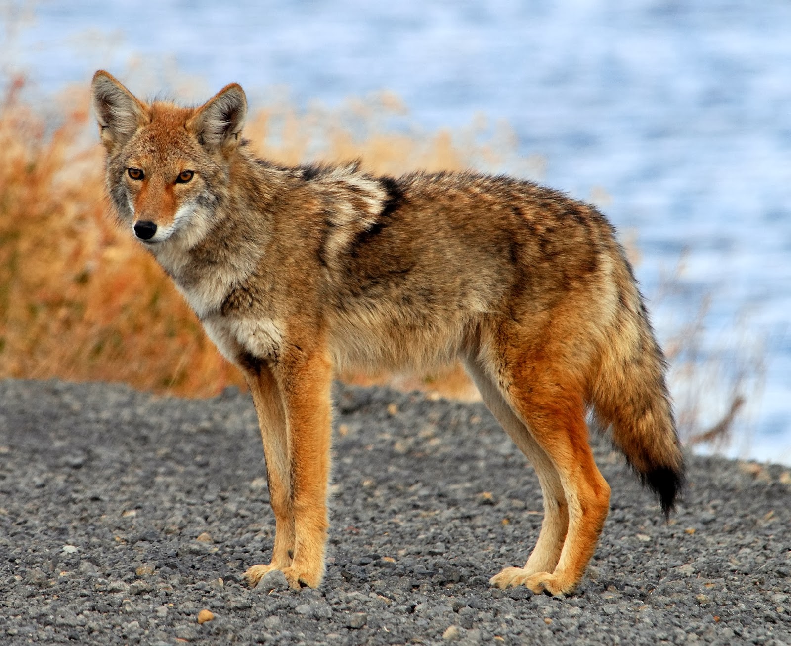 Coyote Tarot Card Meaning