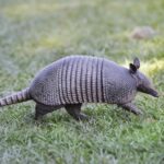 Armadillo Tarot Card Meaning