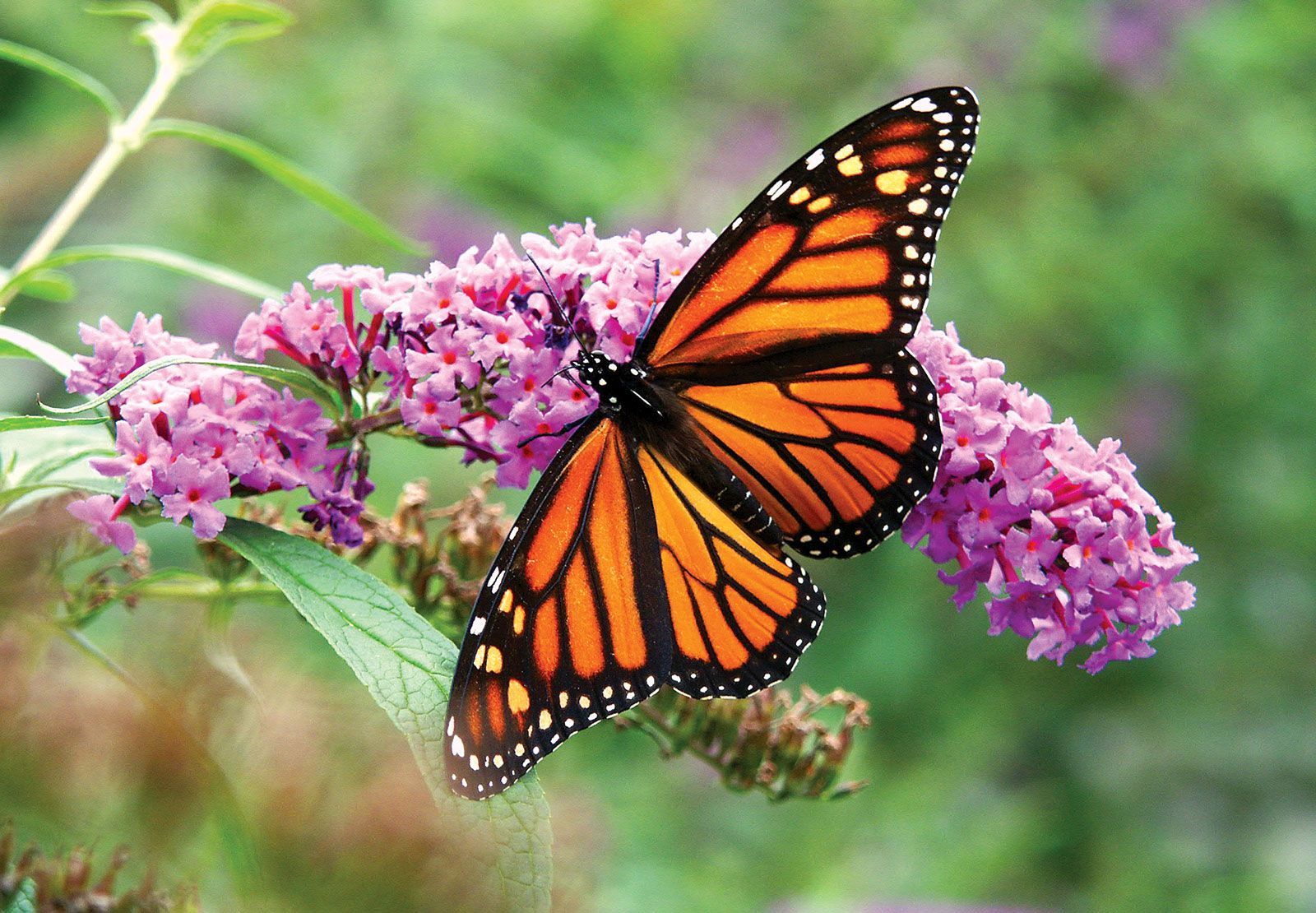 Butterfly Tarot Card Meaning